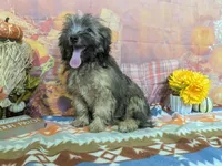 Earl, a male Havanese for sale in Falcon, MO – 4 of 6