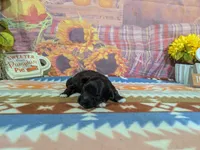 toby, a male Havanese for sale in Falcon, MO – 2 of 3