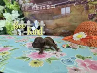 Theresa , a female Shih Tzu for sale in Falcon, MO – Photo 3 of 3