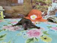 Theresa , a female Shih Tzu for sale in Falcon, MO – Photo 1 of 3