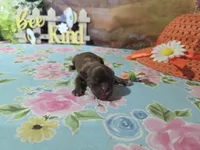 Theresa , a female Shih Tzu for sale in Falcon, MO – Photo 2 of 3