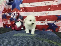 Thor , a male Bichon Frise for sale in Falcon, MO – 4 of 6