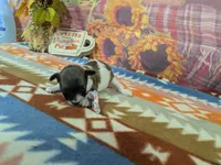 Dolly, a female Havanese for sale in Falcon, MO – 3 of 3