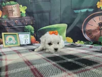 Ava, a female Bichon Frise for sale in Falcon, MO – Photo 3 of 3