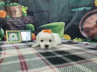 Ava, a female Bichon Frise for sale in Falcon, MO – Photo 1 of 3