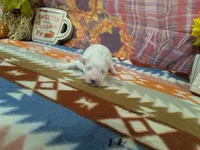 Kai, a male Bichon Frise for sale in Falcon, MO – 3 of 3
