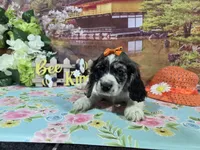 Loretta, a female Cocker Spaniel for sale in Falcon, MO – Photo 9 of 9