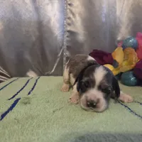 Loretta, a female Cocker Spaniel for sale in Falcon, MO – Photo 2 of 6