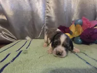 Loretta, a female Cocker Spaniel for sale in Falcon, MO – Photo 2 of 3