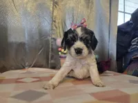 Loretta, a female Cocker Spaniel for sale in Falcon, MO – Photo 6 of 6