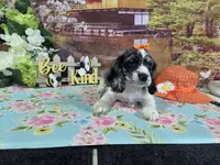 Loretta, a female Cocker Spaniel for sale in Falcon, MO – Photo 8 of 9