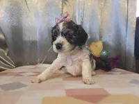 Loretta, a female Cocker Spaniel for sale in Falcon, MO – Photo 4 of 6