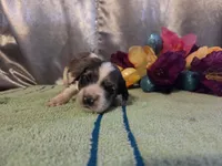 Loretta, a female Cocker Spaniel for sale in Falcon, MO – Photo 3 of 3