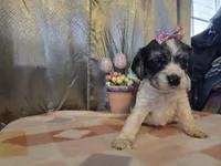 Loretta, a female Cocker Spaniel for sale in Falcon, MO – Photo 5 of 6