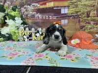 Loretta, a female Cocker Spaniel for sale in Falcon, MO – Photo 7 of 9
