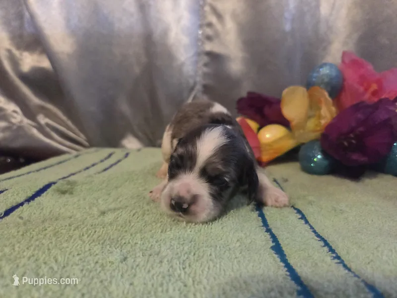 Loretta, a female Cocker Spaniel for sale in Falcon, MO – Photo 1 of 3