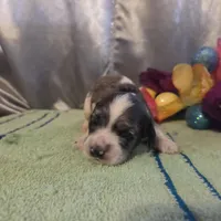 Loretta, a female Cocker Spaniel for sale in Falcon, MO – Photo 1 of 6