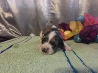 Loretta, a female Cocker Spaniel for sale in Falcon, MO – Photo 1 of 3