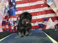 Max, a female Havanese for sale in Falcon, MO – 9 of 9