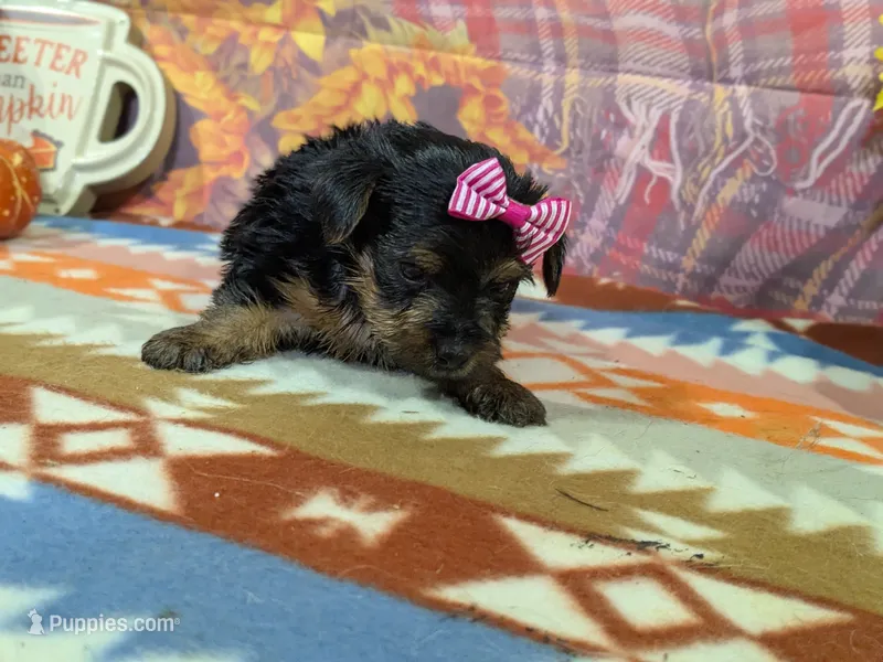 Delphine – Yorkshire Terrier puppy for sale in Falcon, MO