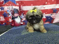 Matilda, a female Shih Tzu for sale in Falcon, MO – 5 of 6