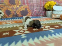 Dolly, a female Havanese for sale in Falcon, MO – 2 of 3