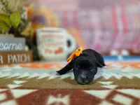 freya, a female Yorkipoo for sale in Falcon, MO – 2 of 3