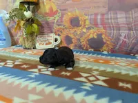 toby, a male Havanese for sale in Falcon, MO – 1 of 3