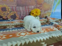 Nathan, a male Bichon Frise for sale in Falcon, MO – 9 of 10