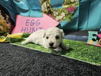 Zade, a male Bichon Frise for sale in Falcon, MO – Photo 3 of 3