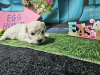 Zade, a male Bichon Frise for sale in Falcon, MO – Photo 1 of 3
