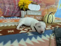 Alistair, a male Bichon Frise for sale in Falcon, MO – 2 of 3
