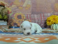 Victor, a male Maltese for sale in Falcon, MO – 5 of 5
