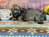 Earl, a male Havanese for sale in Falcon, MO – 2 of 6