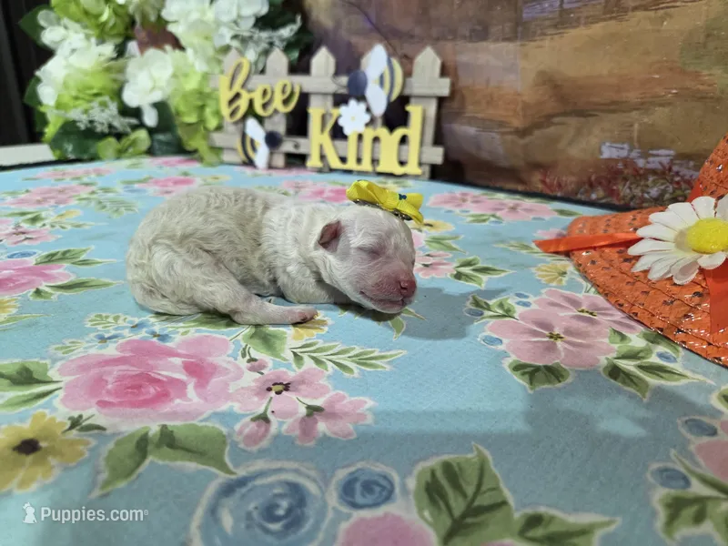 Sue – Bichon Frise puppy for sale in Falcon, MO