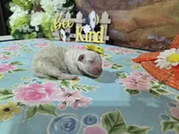 Sue, a female Bichon Frise for sale in Falcon, MO – Photo 1 of 3