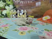 Sue, a female Bichon Frise for sale in Falcon, MO – Photo 3 of 3