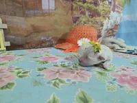 Sue, a female Bichon Frise for sale in Falcon, MO – Photo 2 of 3