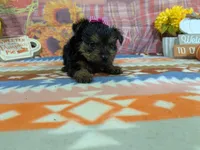 Delphine, a female Yorkshire Terrier for sale in Falcon, MO – 6 of 10