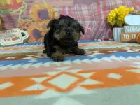 Delphine, a female Yorkshire Terrier for sale in Falcon, MO – 4 of 10