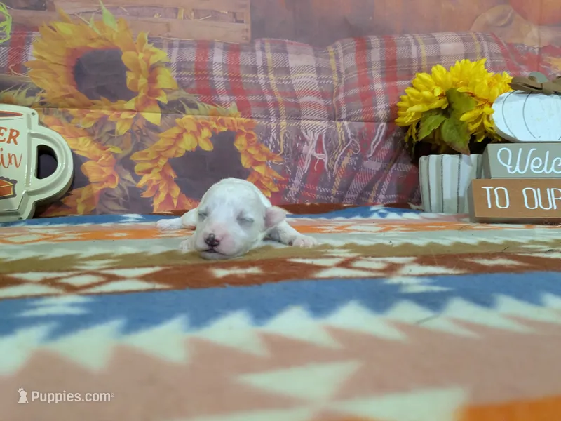 Alistair – Bichon Frise puppy for sale in Falcon, MO