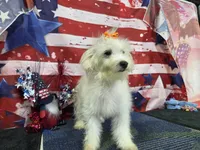 Vivian, a female Maltese for sale in Falcon, MO – 4 of 6