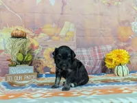 xavier, a male Havanese for sale in Falcon, MO – 5 of 6