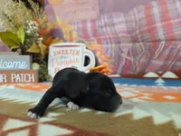 freya, a female Yorkipoo for sale in Falcon, MO – 3 of 3