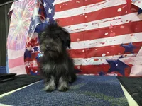 Max, a female Havanese for sale in Falcon, MO – 8 of 9