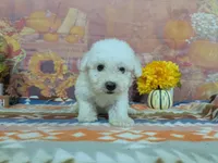Scott, a male Bichon Frise for sale in Falcon, MO – 8 of 9