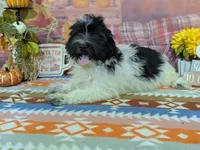 Andrew, a female Havanese for sale in Falcon, MO – 3 of 6