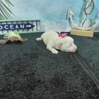 Bellatrix, a female Bichon Frise for sale in Falcon, MO – Photo 5 of 6