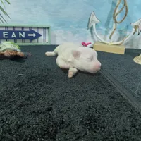 Bellatrix, a female Bichon Frise for sale in Falcon, MO – Photo 6 of 6