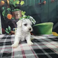 Bellatrix, a female Bichon Frise for sale in Falcon, MO – Photo 1 of 6